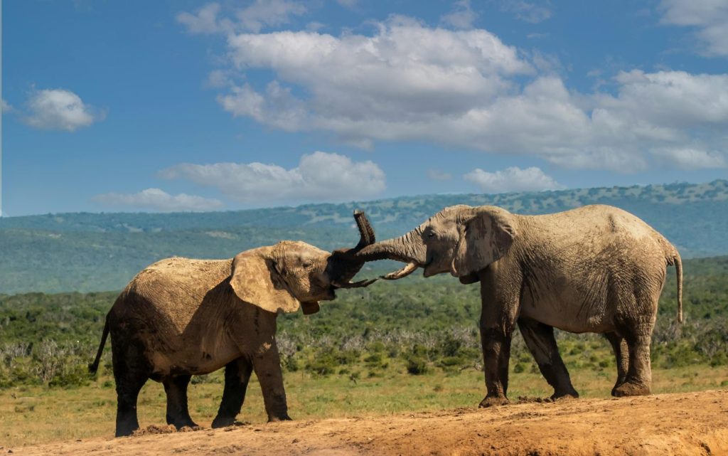 amboseli national park