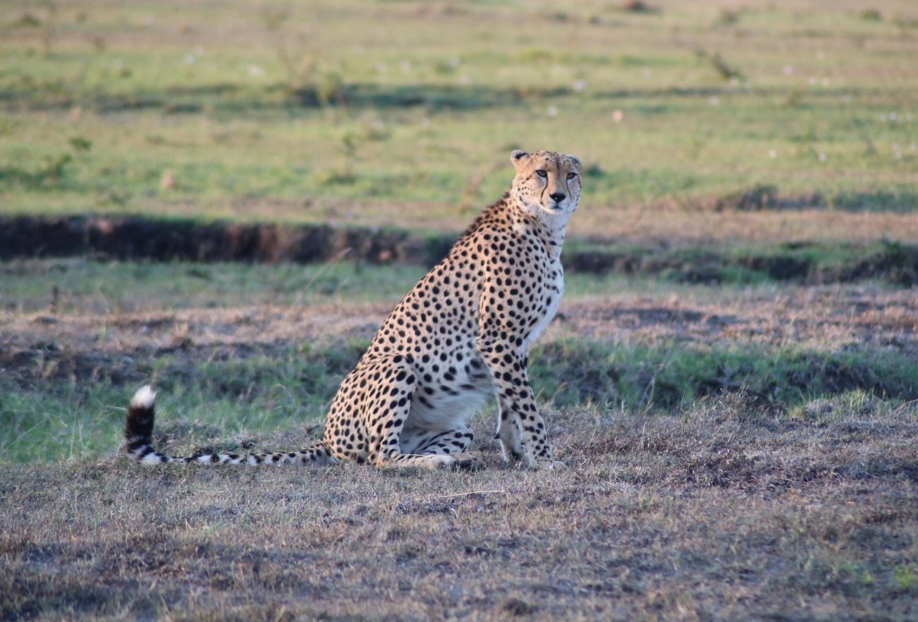 Cheetah Relaxing in the Masai Mara National Reserve