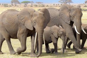 herd of elephants during kenya safari