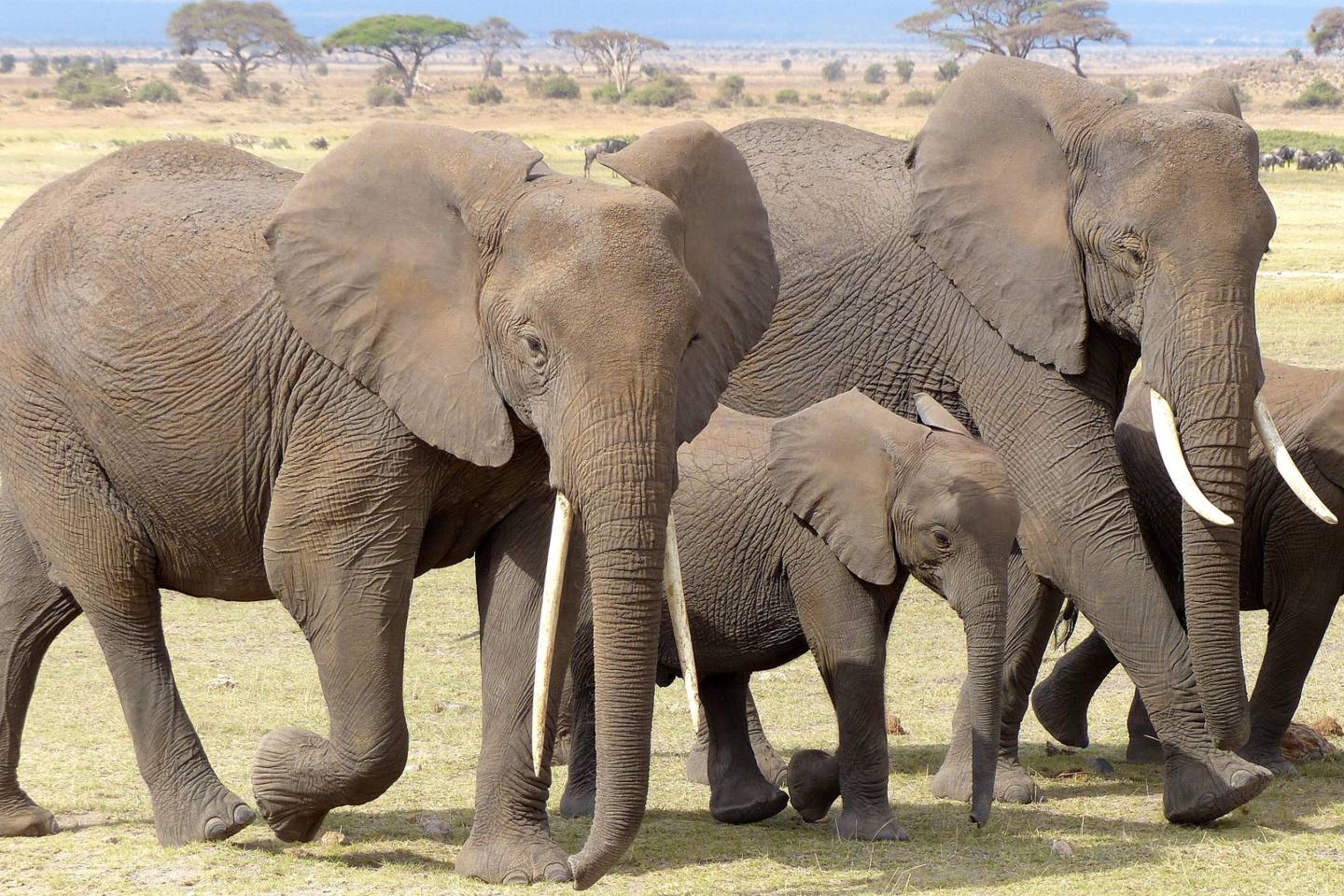 herd of elephants during kenya safari