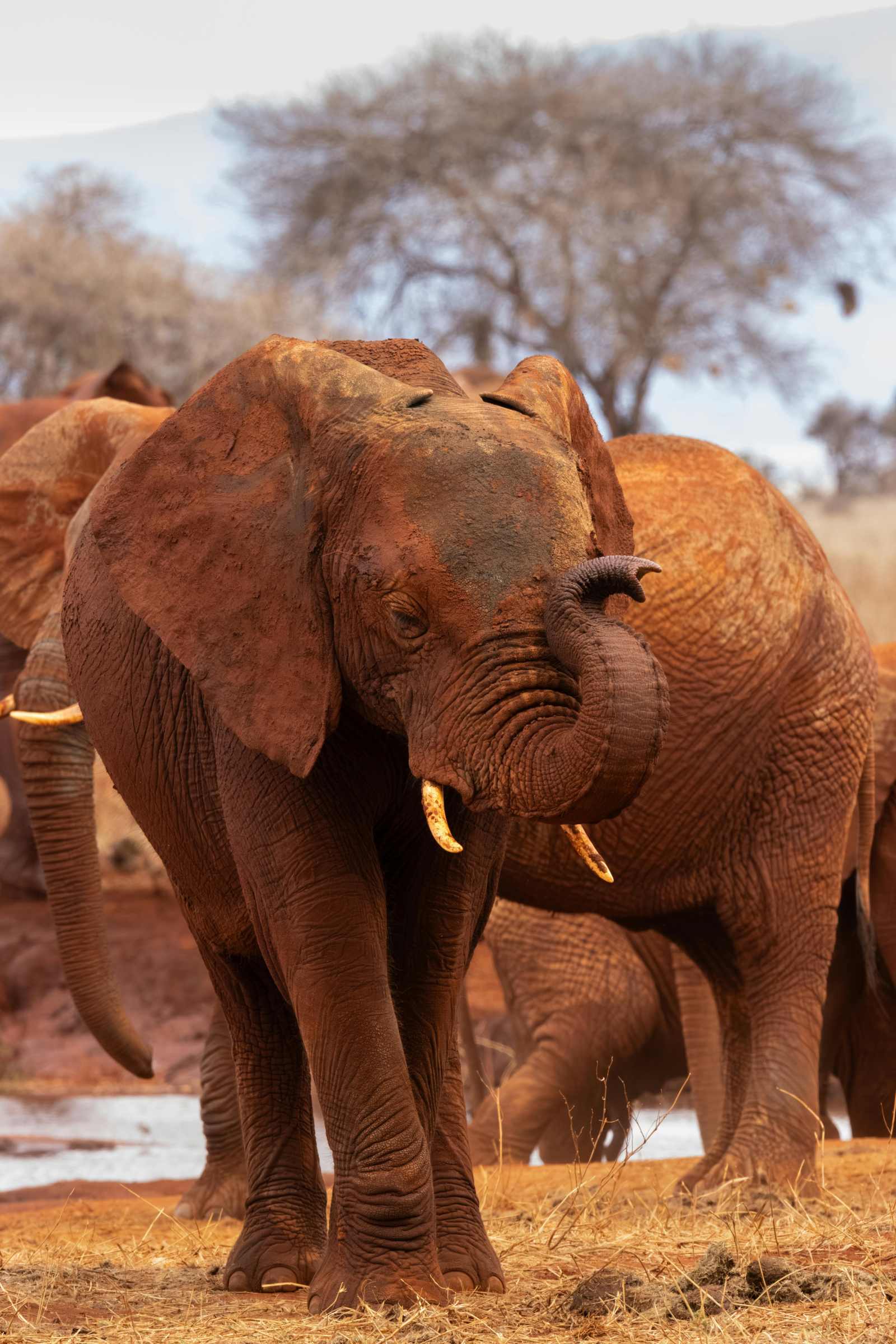 Red elephants in Tsavo National Park
