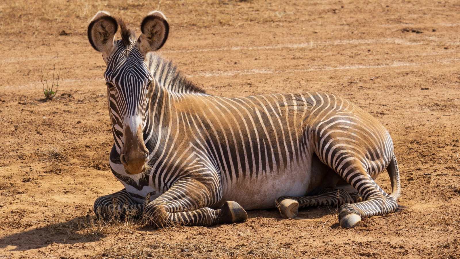 Zebra sighting in Samburu National Reserve