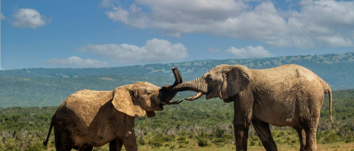 amboseli national park