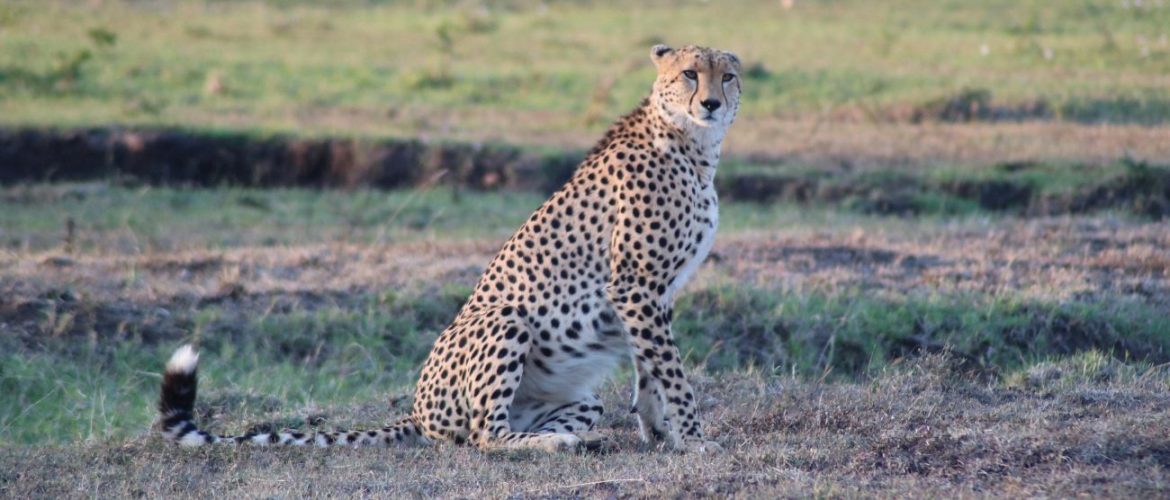Cheetah Relaxing in the Masai Mara National Reserve