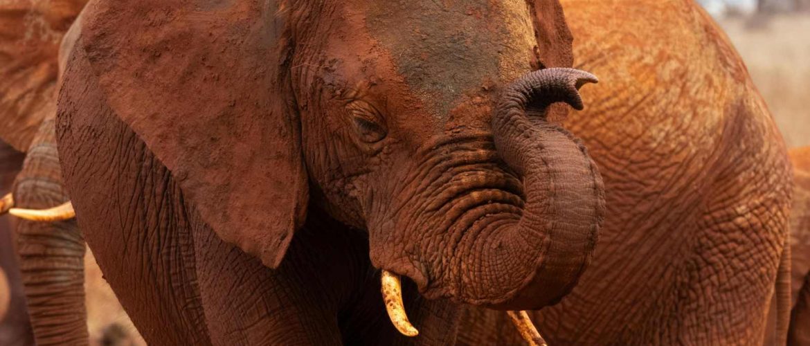 Red elephants in Tsavo National Park