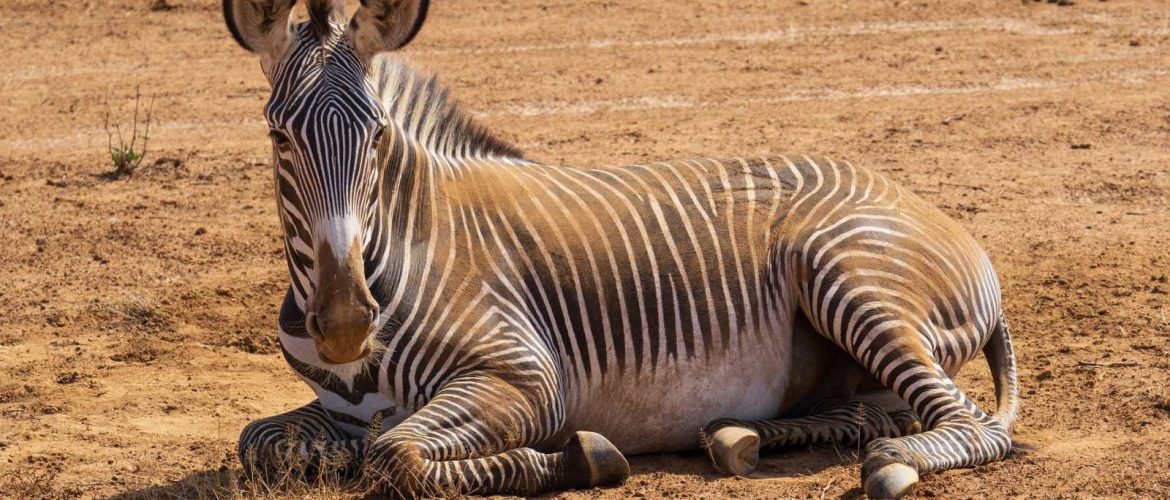 Zebra sighting in Samburu National Reserve